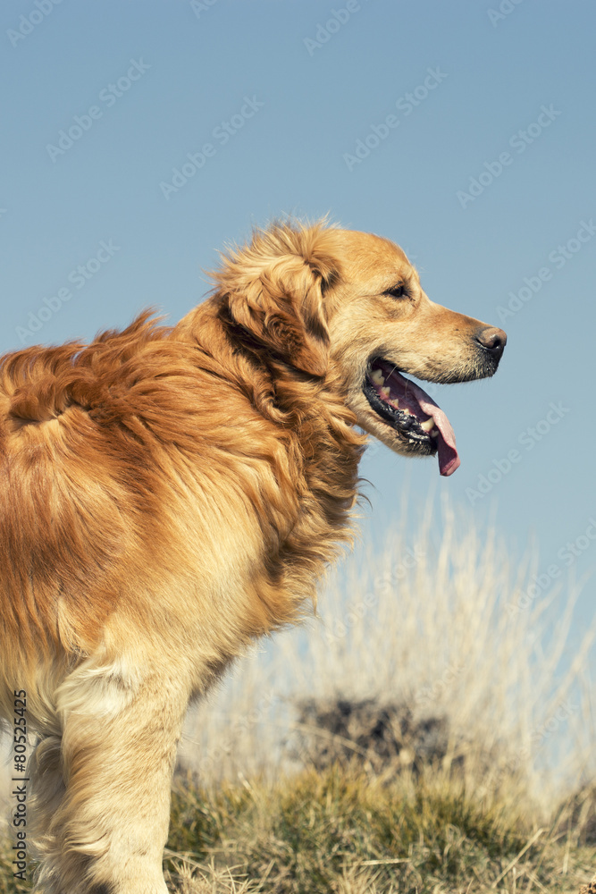 Fototapeta premium Portrait of a dog in outdoor, golden