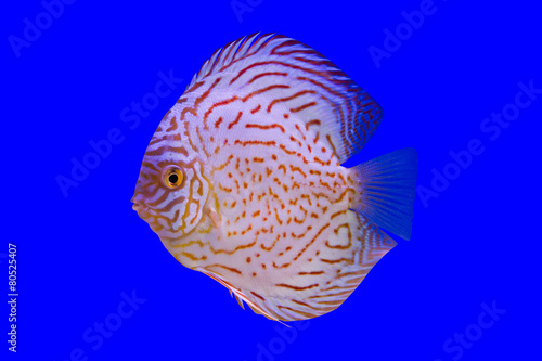 Pompadour Fish on blue background