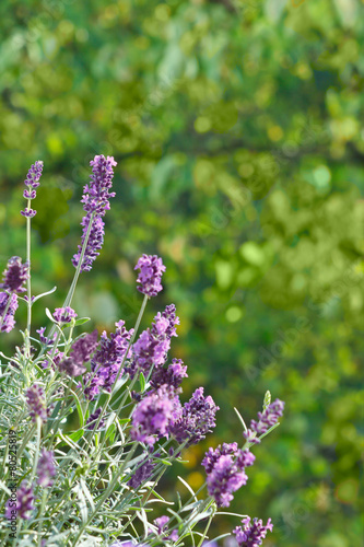 Fototapeta Naklejka Na Ścianę i Meble -  Lila Lavendel Blüten Textfreiraum