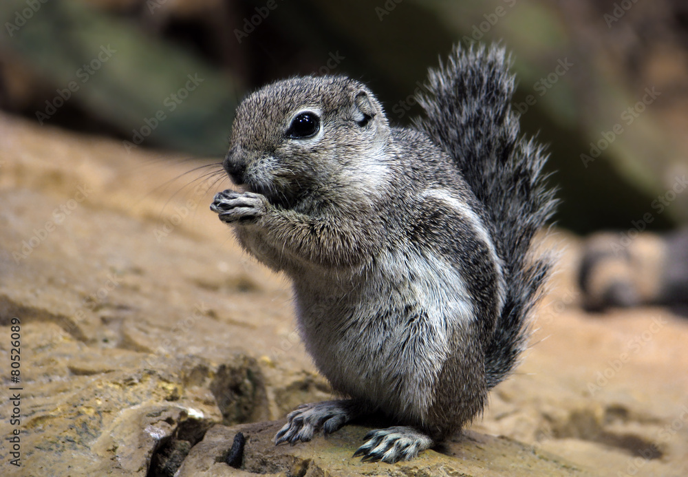 Naklejka premium Chipmunk.