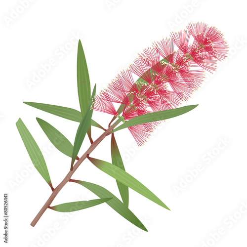 Melaleuca_viridiflora