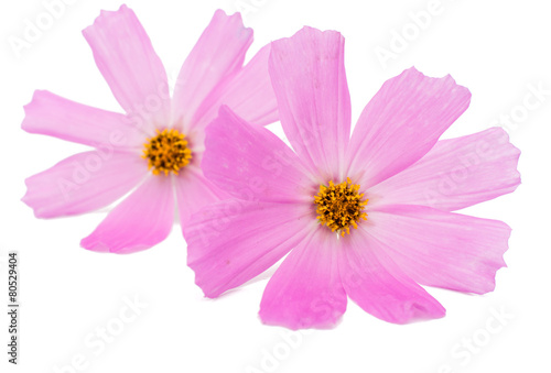 Pink daisy flower isolated