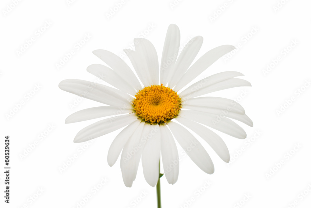 Fototapeta premium chamomile flower
