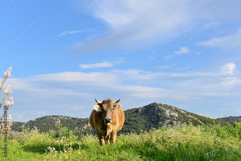 Fototapeta premium Mountain Cows