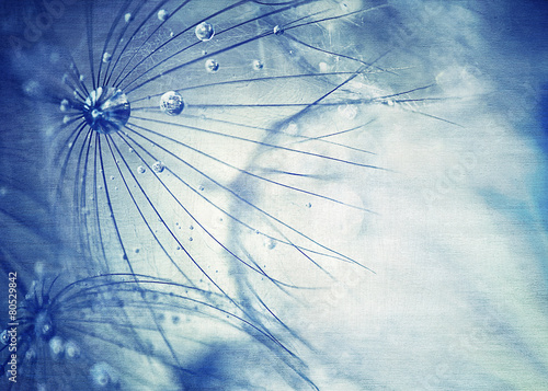 Beautiful blue dandelion background