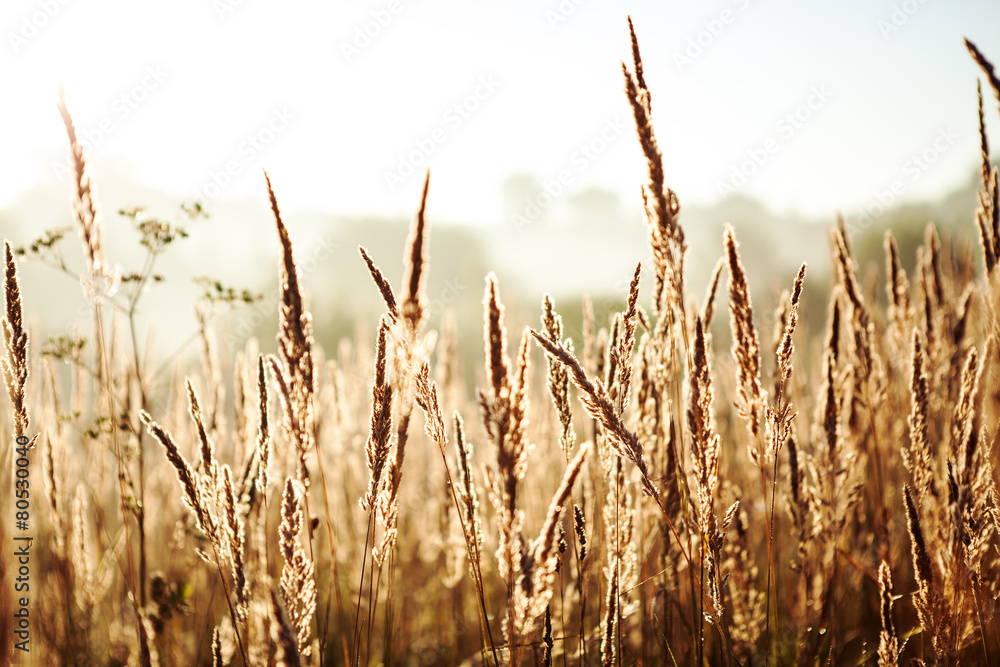 wheat field