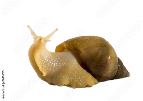 Isolated snail Achatina fulica on a white background