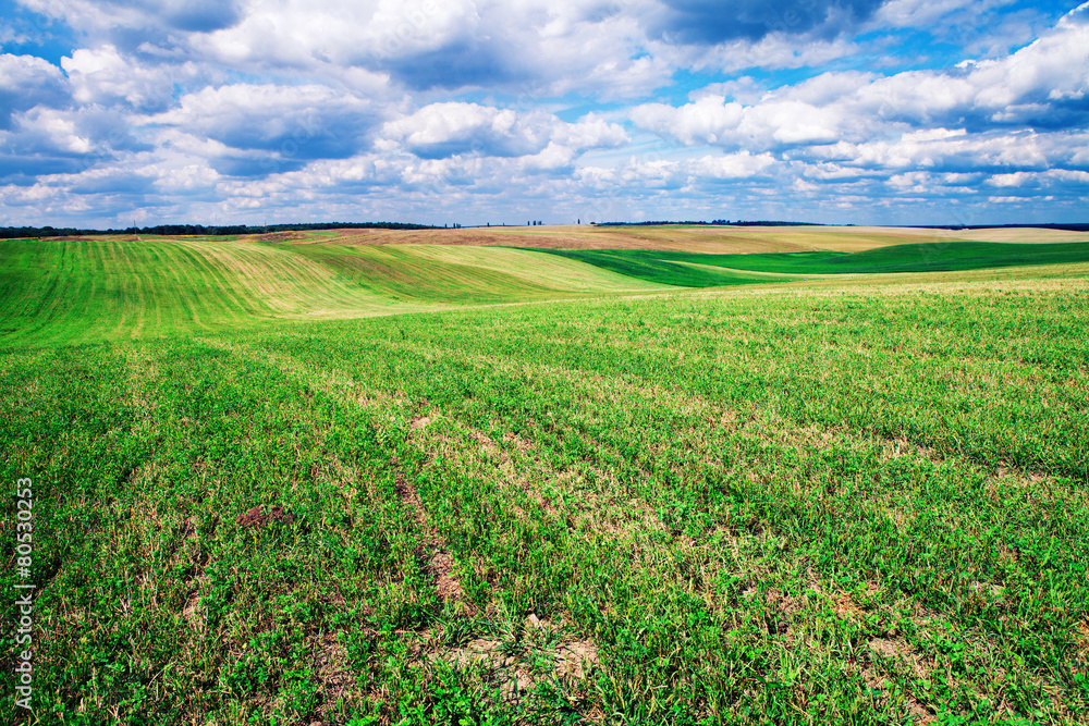 Green grass under blue sky