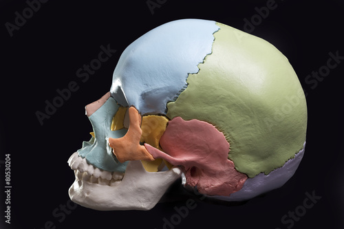 Model of a human skull photo