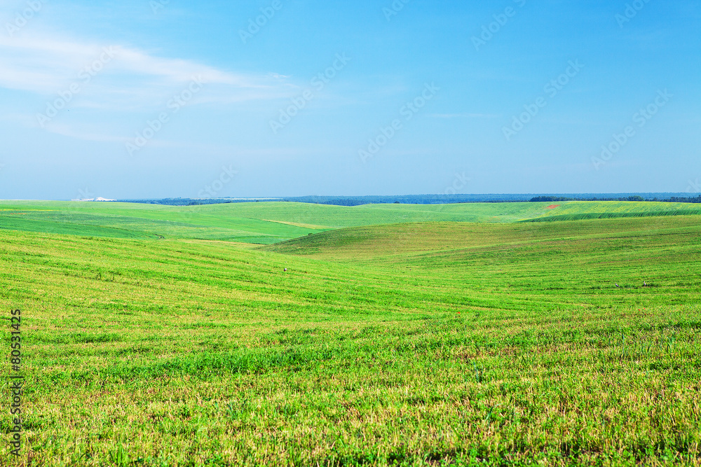 Green grass under blue sky