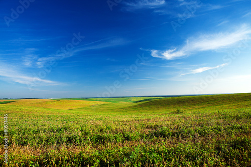 Green grass under blue sky © Ruslan Ivantsov