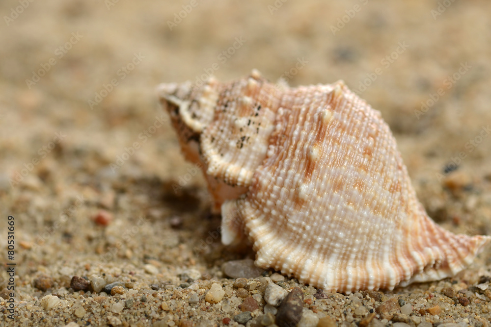 Macro of a seashell on sand background Macro of a seashell on sand background