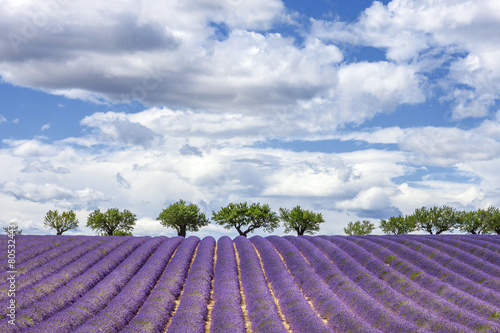 Horizontal view of lavender field