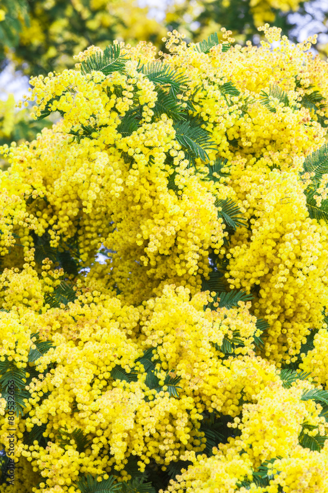 Mimosa