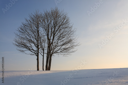 Solitaire tree winter © elleonzebon