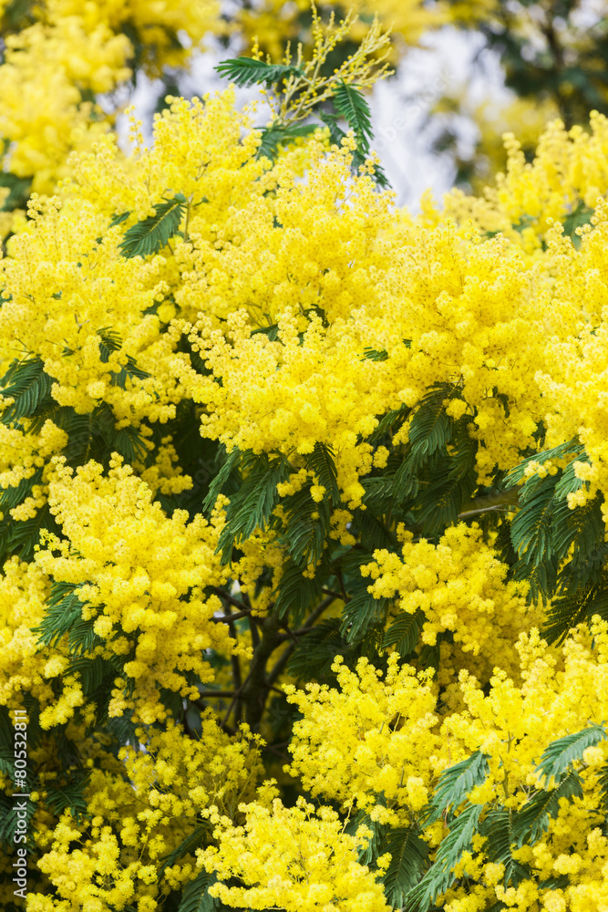 Mimosa Mimosa