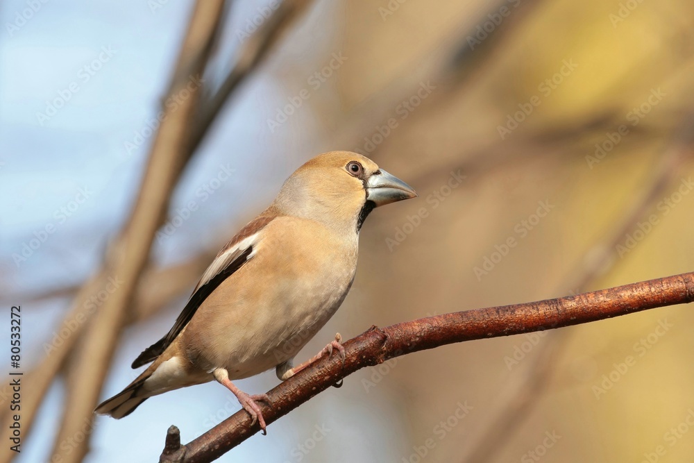 Grosbeak (Coccothraustes coccothrautes) on a twig Grosbeak (Coccothraustes coccothrautes) on a twig