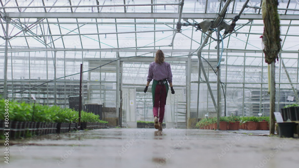 Worker in the agricultural industry checking the plants in a large greenhouse Worker in the agricultural industry checking the plants in a large greenhouse