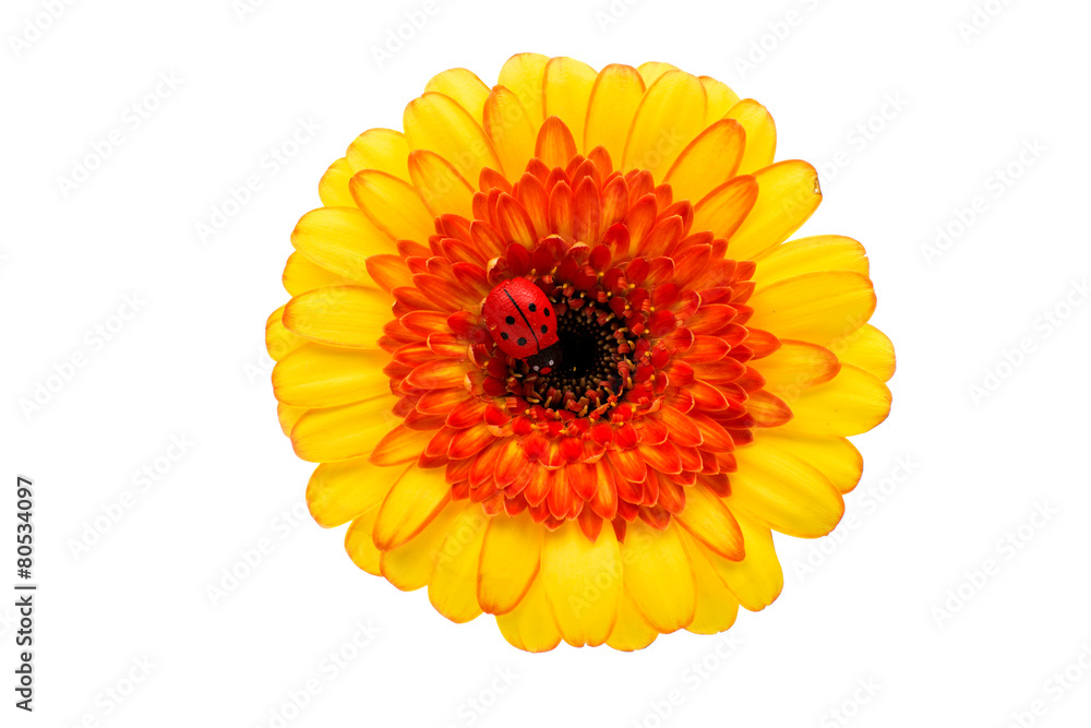yellow gerbera yellow gerbera