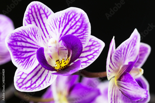 Fototapeta Naklejka Na Ścianę i Meble -  White orchid