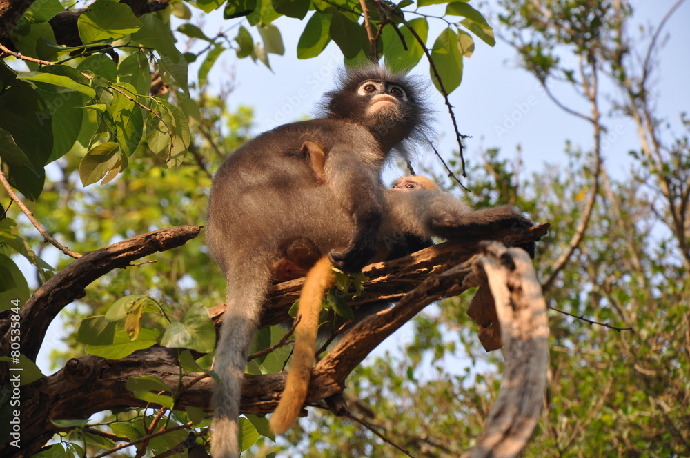 Fototapeta premium Dusky Leaf Monkey.