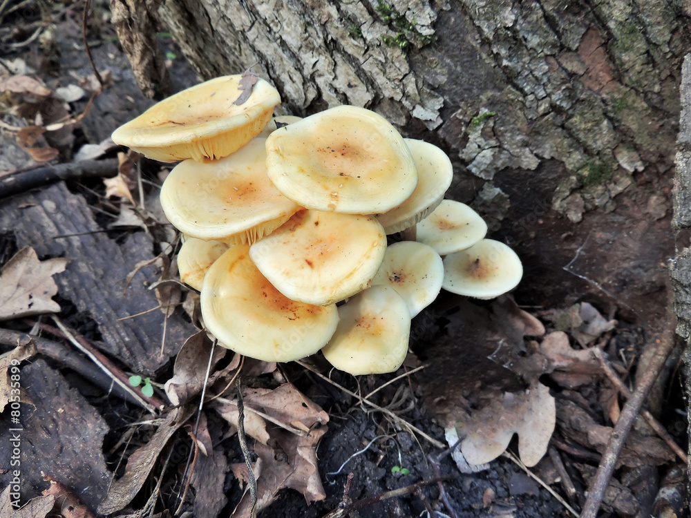 Winter Mushrooms under a tree in the autumnal woods Winter Mushrooms under a tree in the autumnal woods