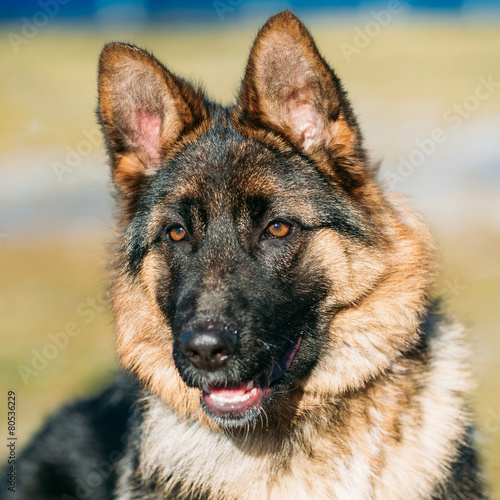 Beautiful Young Brown German Shepherd Puppy Dog Staying Outdoor