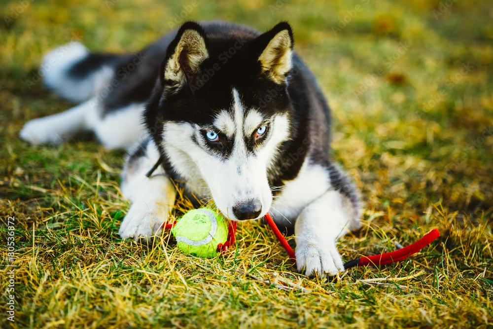 Dog Husky Puppy Plays With Tennis Ball