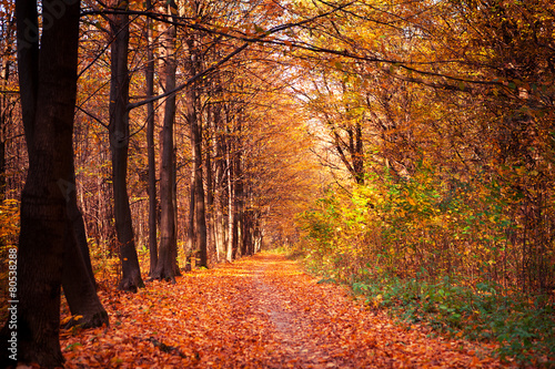 autumn forest trees © Ruslan Ivantsov