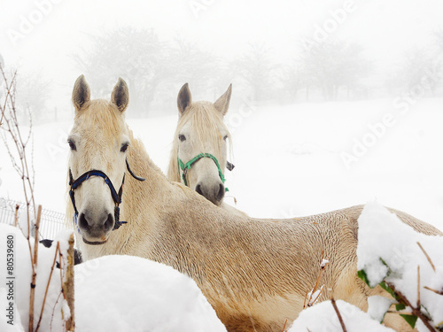 white horses on winter