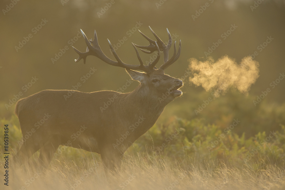 Red deer - Cervus elaphus Red deer - Cervus elaphus