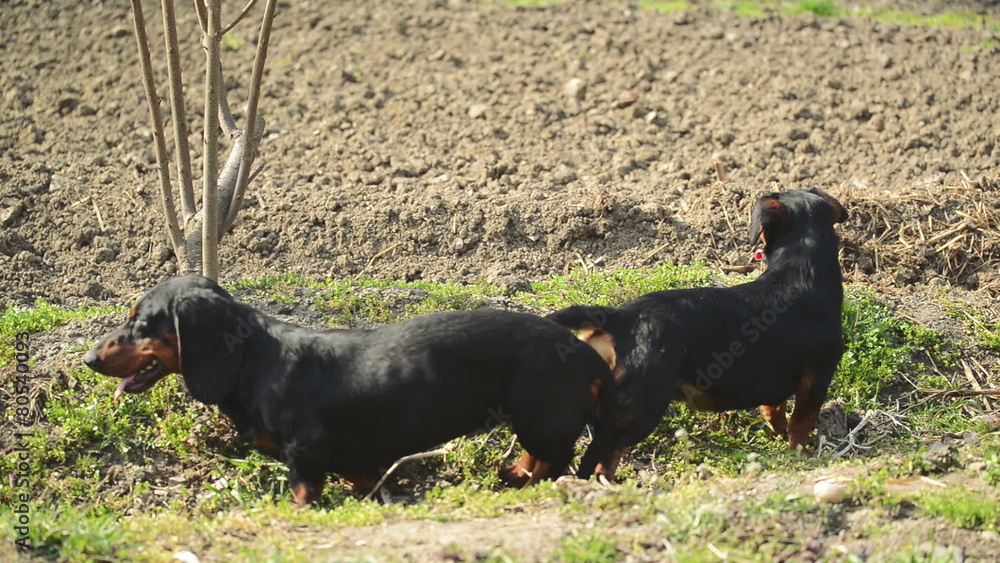 Dachshund mating clearance