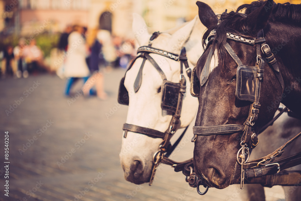 Obraz premium Two Horses Are Harnessed To Cart For Driving Tourists In Prague