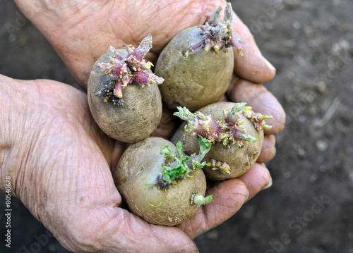 Photography germinating potatoes in the farmer hands