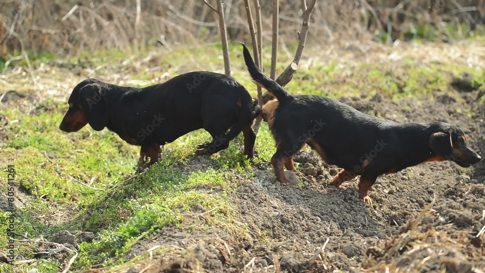 1000px x 563px - Pair of Tied Dachshund Dog Mating, Animal Sex Scene Stock Video | Adobe  Stock