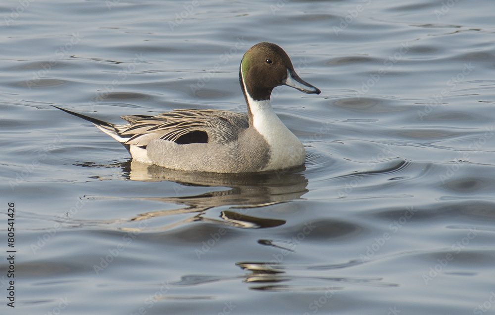 Male Pintail Duck