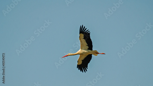 Stork Andalucia Spain