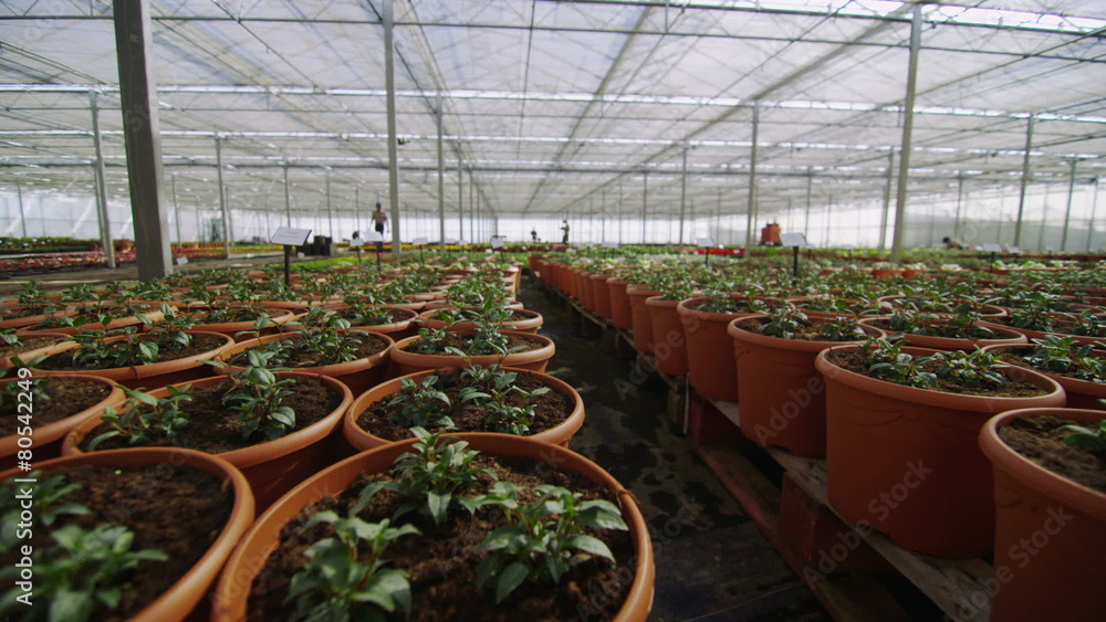 Rows of many young plants growing in a large commercial nursery greenhouse Rows of many young plants growing in a large commercial nursery greenhouse