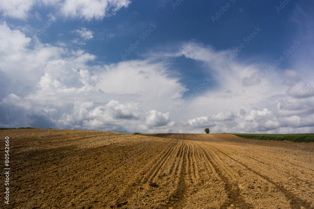 Cornfield Cornfield
