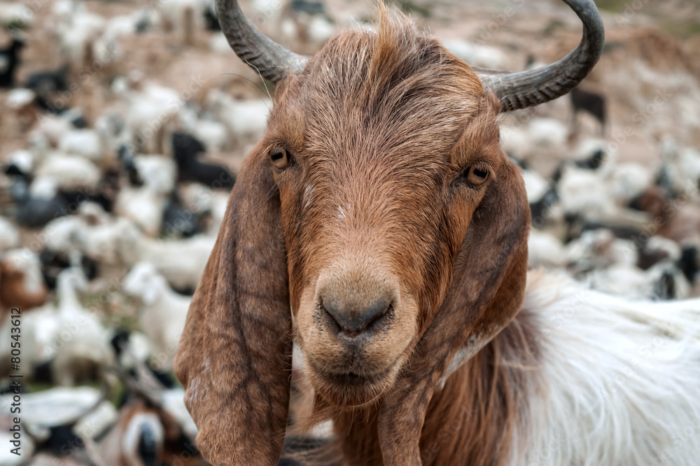 goat goat