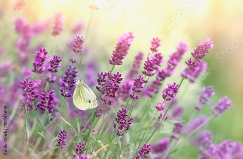Butterfly on lavender flower #80543609