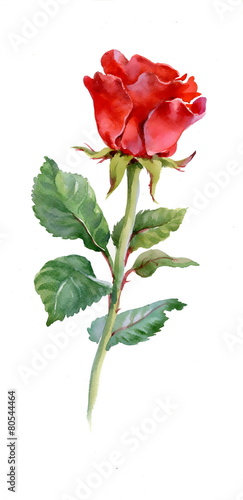 Red rose