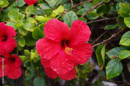 Hibiskusbl  te 5