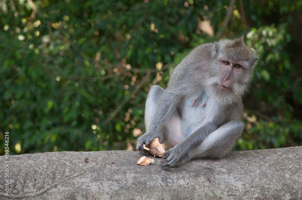 Obraz premium Balinese monkey sitting in sacred forest, Ubud, Bali, Indonesia.