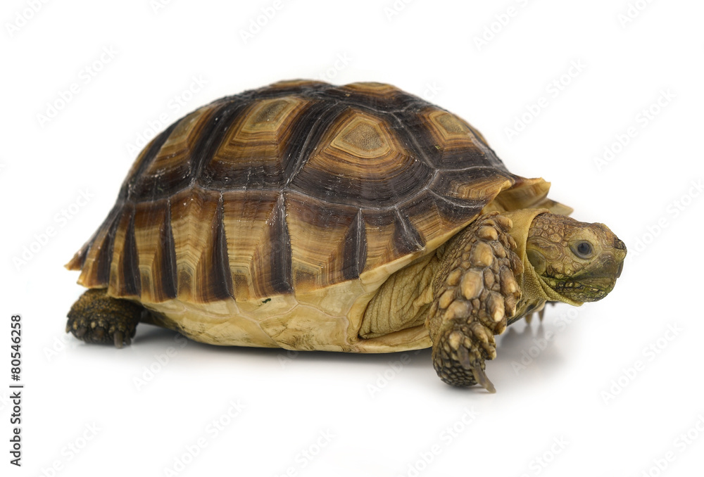 Obraz premium turtle isolated on white background
