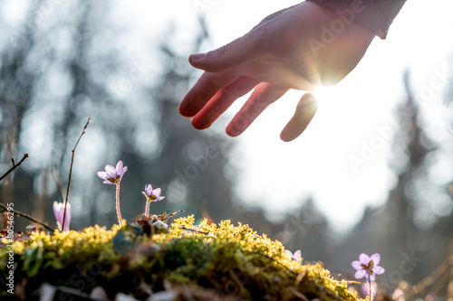 Fototapeta Naklejka Na Ścianę i Meble -  Hand of a man above a mossy rock with new delicate blue flower