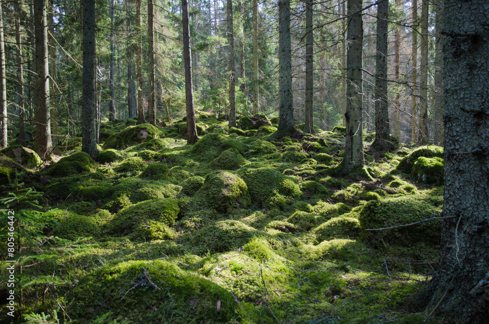 Fototapeta premium Omszały zielony las