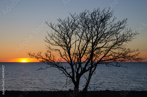 Bare tree at sunset