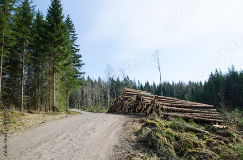 Fototapeta Naklejka Na Ścianę i Meble -  Timber at roadside