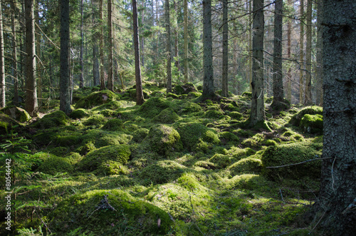 Mossy green forest photo